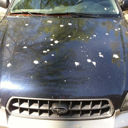 The birds are goddamn vandals too.