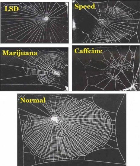 spiders on drugs